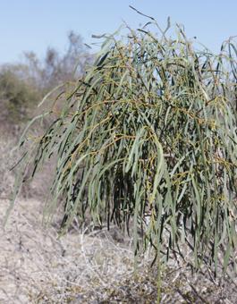 Cappa boscia longifolia feuillage small