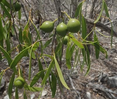 Cappa boscia longifolia small fruit