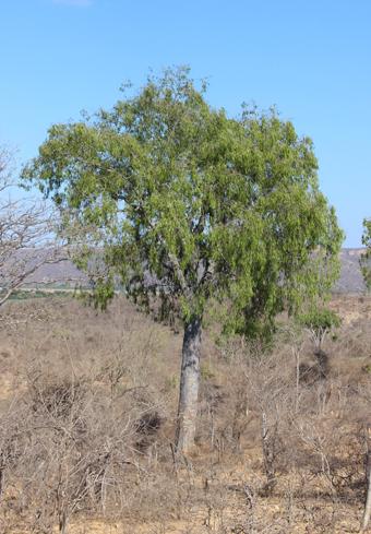 Cappa boscia longifolia small3 1