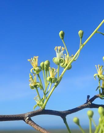 Capparaceae boscia longifolia small 1