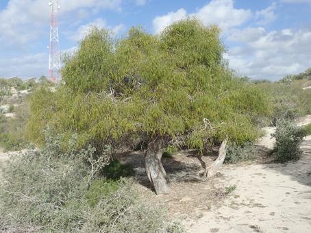 Salva salvadora angustifolia small1